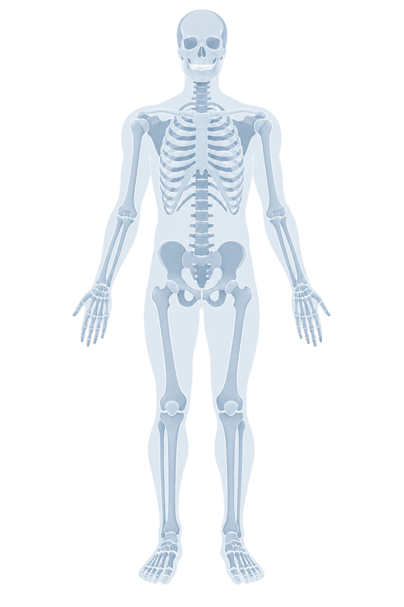 Skeleton illustration showing the areas we treat